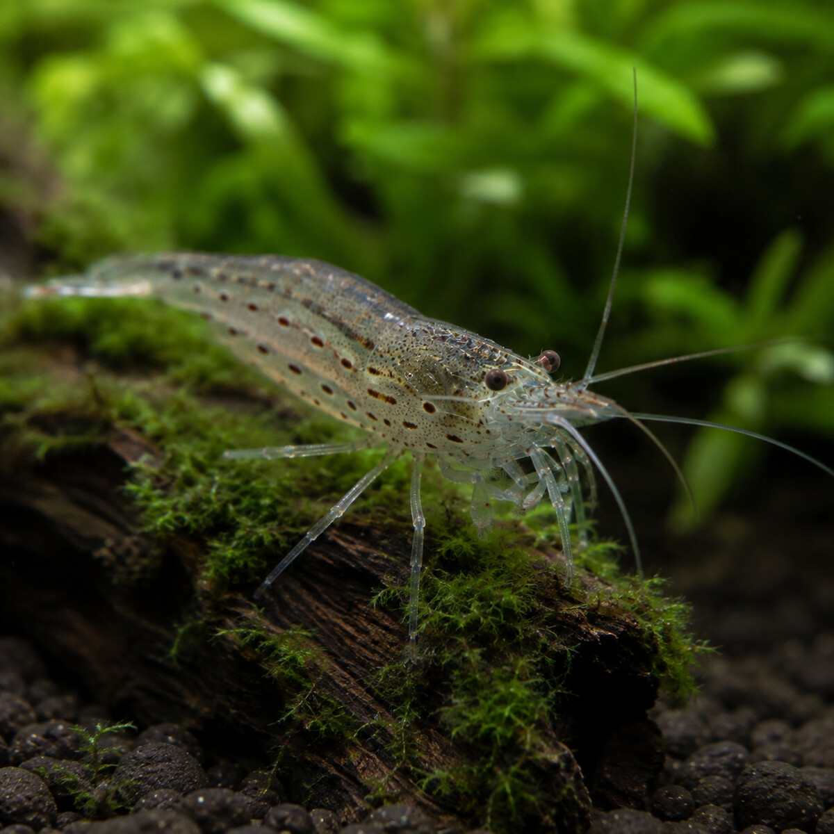 Amano Shrimp — Caridina multidentata