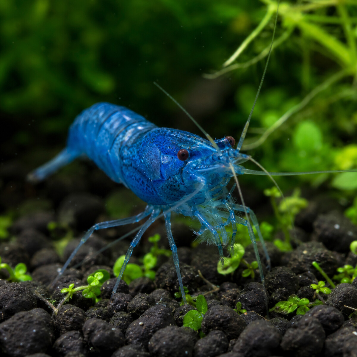 Blue Dream Shrimp — Neocaridina davidi