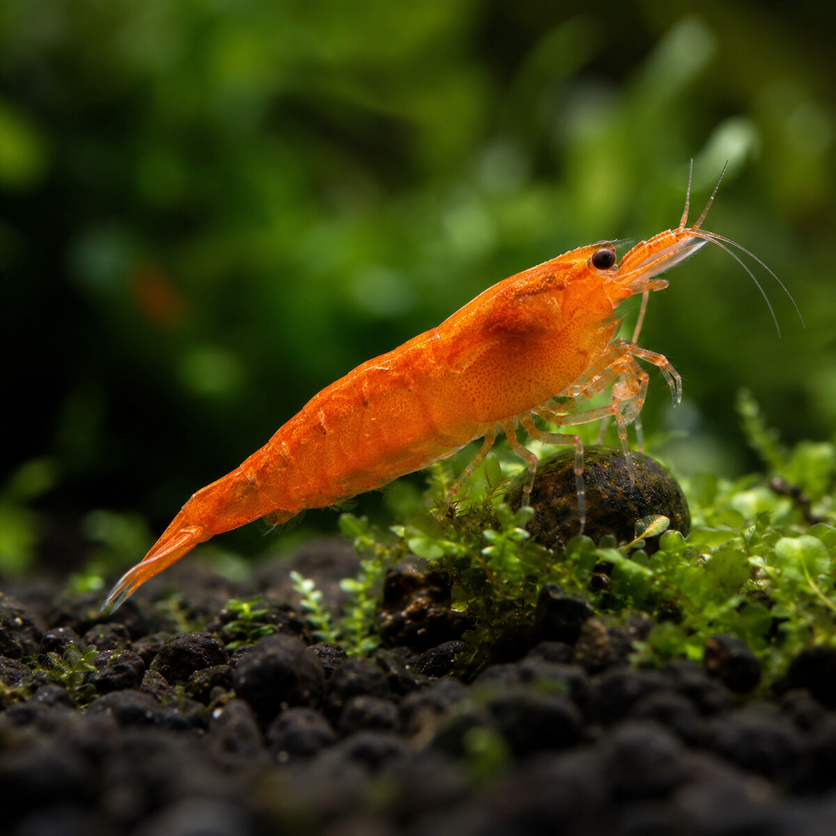 Orange Sunkist Shrimp — Neocaridina davidi