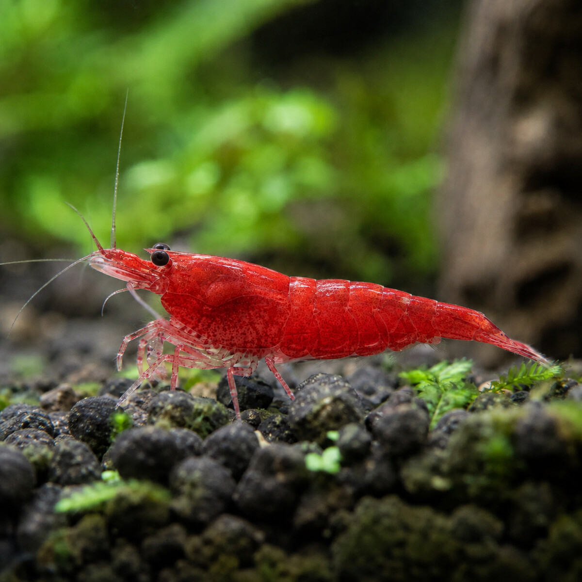 Red Cherry Shrimp — Neocaridina davidi