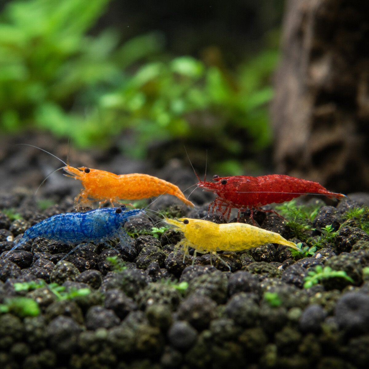 Skittles Shrimp Pack — Neocaridina davidi