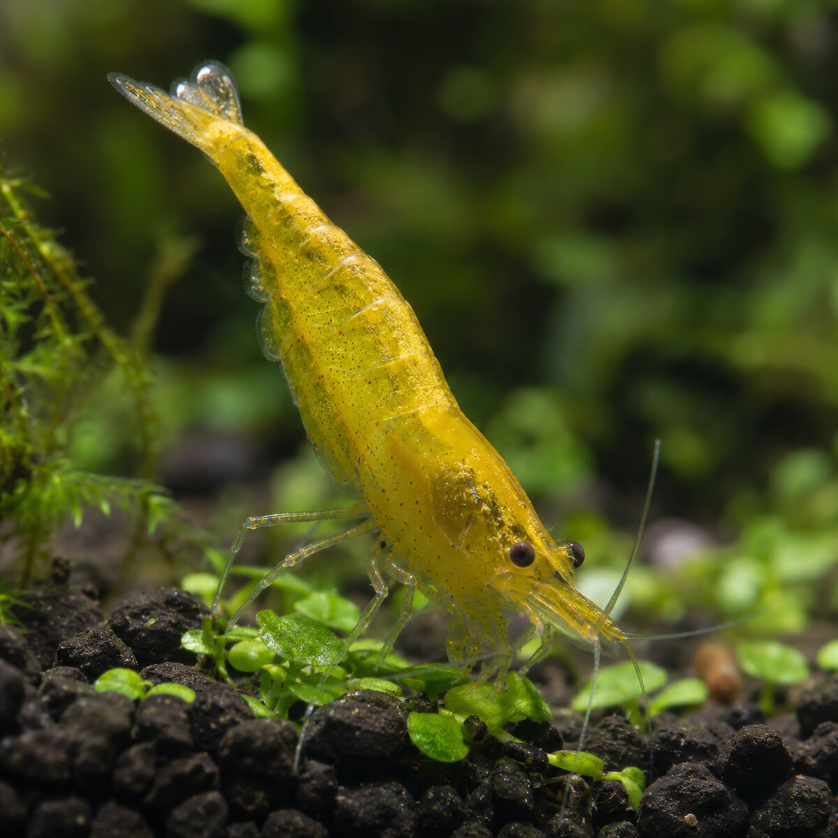 Yellow Golden Back Shrimp — Neocaridina davidi